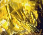 Click Here for Larger Bassetite Image