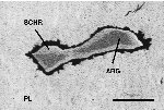 Click Here for Larger Allabogdanite Image