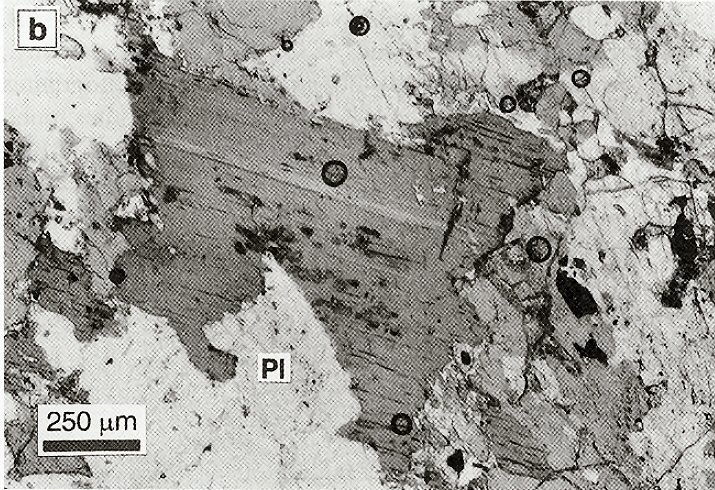 Large Aspidolite Image