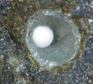 Large Boggsite Image