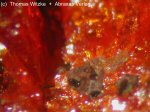 Click Here for Larger Realgar Image