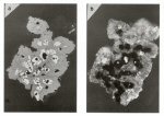 Click Here for Larger Feinglosite Image