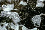 Click Here for Larger Fiedlerite Image