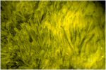 Click Here for Larger Kamotoite-(Y) Image