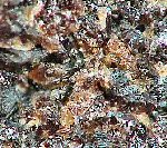 Click Here for Larger Kentrolite Image