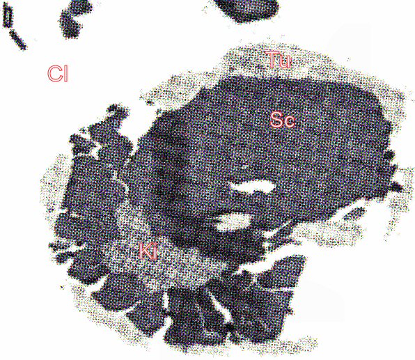 Large Kiddcreekite Image