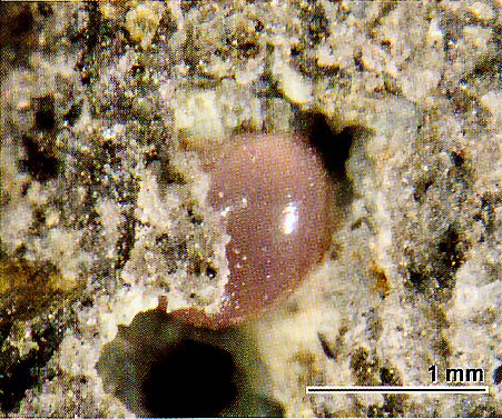 Large Kozoite-(Nd) Image