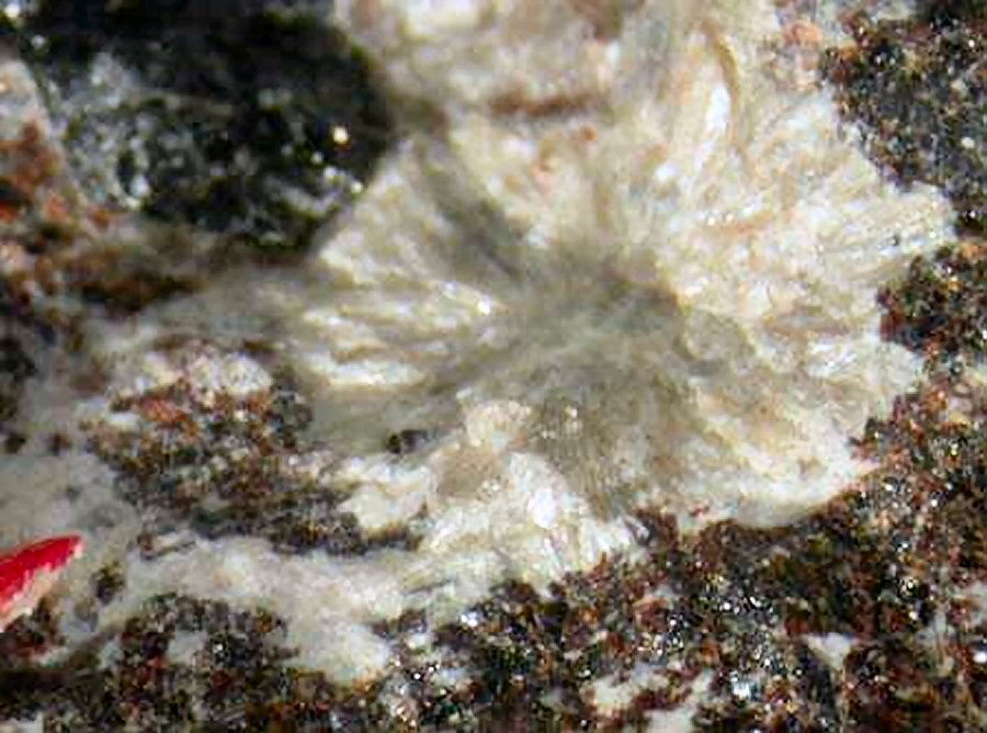 Large Laplandite-(Ce) Image