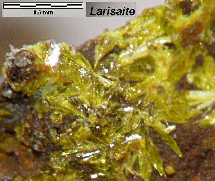 Large Larisaite Image