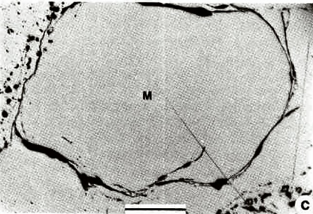 Large Mathiasite Image