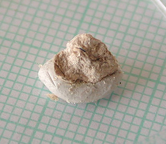 Large Nechelyustovite Image