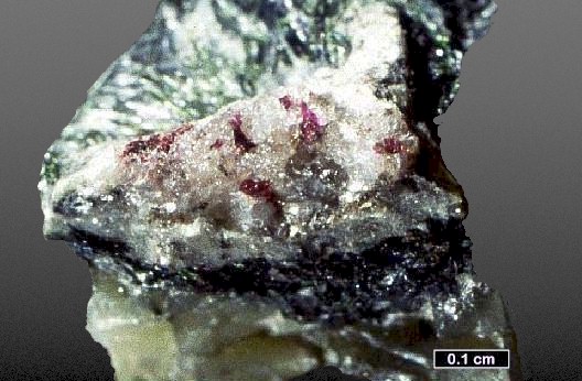 Large Arctite Image
