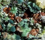 Click Here for Larger Olivenite Image