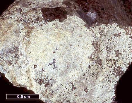 Large Bianchite Image