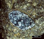 Click Here for Larger Cowlesite Image