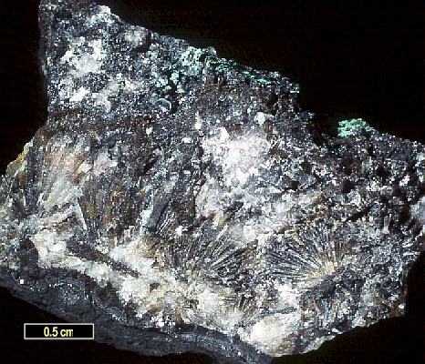 Large Chloroxiphite Image