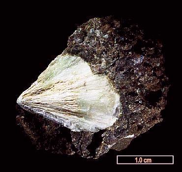 Large Erionite-Na Image