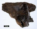 Click Here for Larger Ferrisicklerite Image