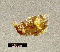 Large Koashvite Image