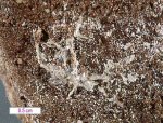 Click Here for Larger Letovicite Image