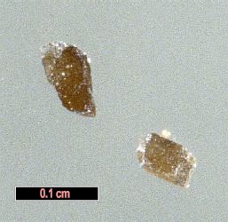 Large Natroniobite Image