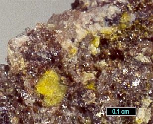 Large Vandendriesscheite Image