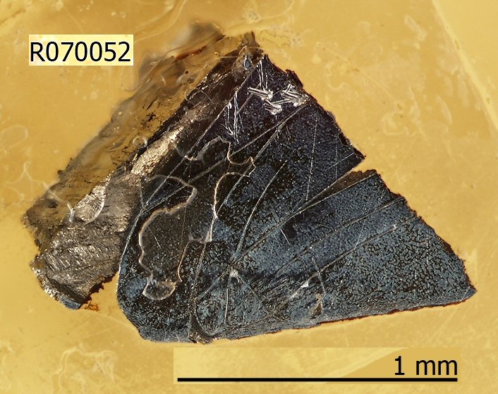 Large Perryite Image