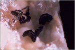 Click Here for Larger Apatite Image