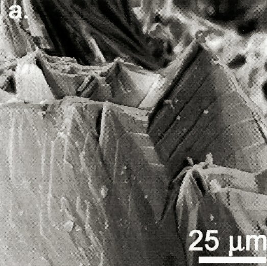 Large Turanite Image