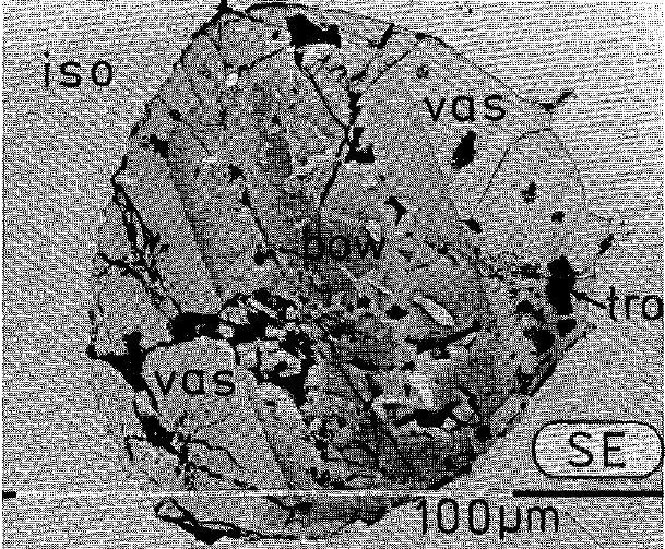 Large Vasilite Image