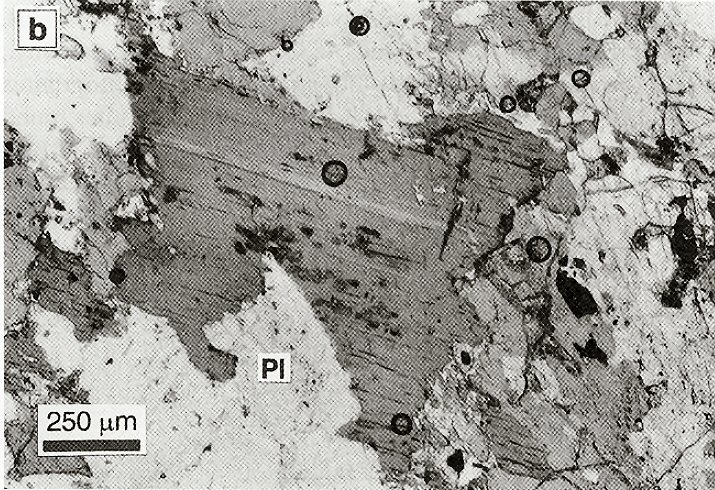 Large Aspidolite Image