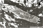 Click Here for Larger Ferroglaucophane Image