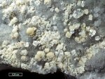 Click Here for Larger Dresserite Image