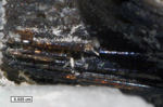 Click Here for Larger Rynersonite Image
