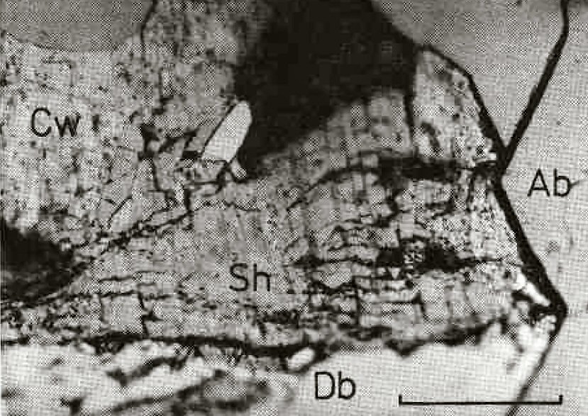 Large Caswellsilverite Image